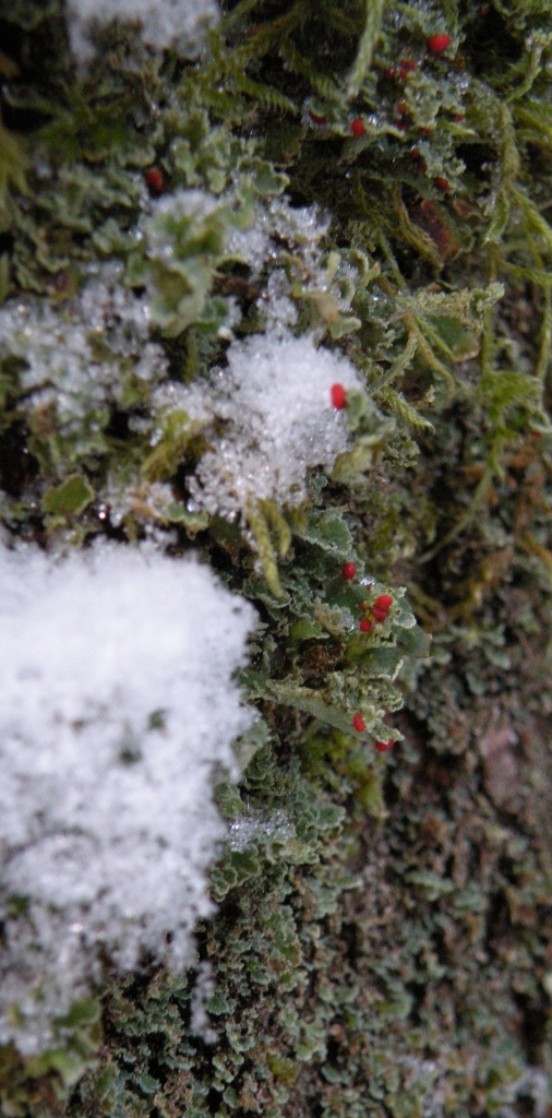 Cladonia sotto la neve